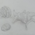 貝殻と熱帯魚 貝殻と熱帯魚