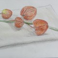 鬼灯(ホオズキ)を描く 鬼灯(ホオズキ)を描く