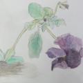 パンジーを描く パンジーを描く