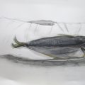 魚を描く 魚を描く