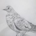 鳥の剥製(はくせい)を描く 鳥の剥製(はくせい)を描く