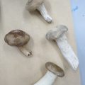 摸刻の集合! 摸刻の集合!