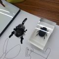 昆虫の形をよく見てみよう 昆虫の形をよく見てみよう