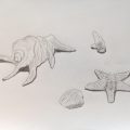 たけのこ、ジョルジョの顔、貝殻 たけのこ、ジョルジョの顔、貝殻