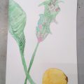 6月の静物水彩画2 6月の静物水彩画2