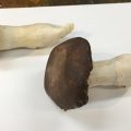 キノコの模刻の着彩、石膏(球) キノコの模刻の着彩、石膏(球)
