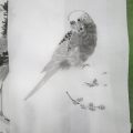 インコの墨絵、文鳥の絵で日本画体験(デッサン絵画木曜クラス) インコの墨絵、文鳥の絵で日本画体験(デッサン絵画木曜クラス)