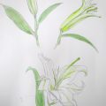 ユリの水彩画(デッサン絵画木曜クラス) ユリの水彩画(デッサン絵画木曜クラス)