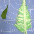 本物の葉っぱそっくりに作ろう(横浜:こどもアート木曜クラス) 本物の葉っぱそっくりに作ろう(横浜:こどもアート木曜クラス)